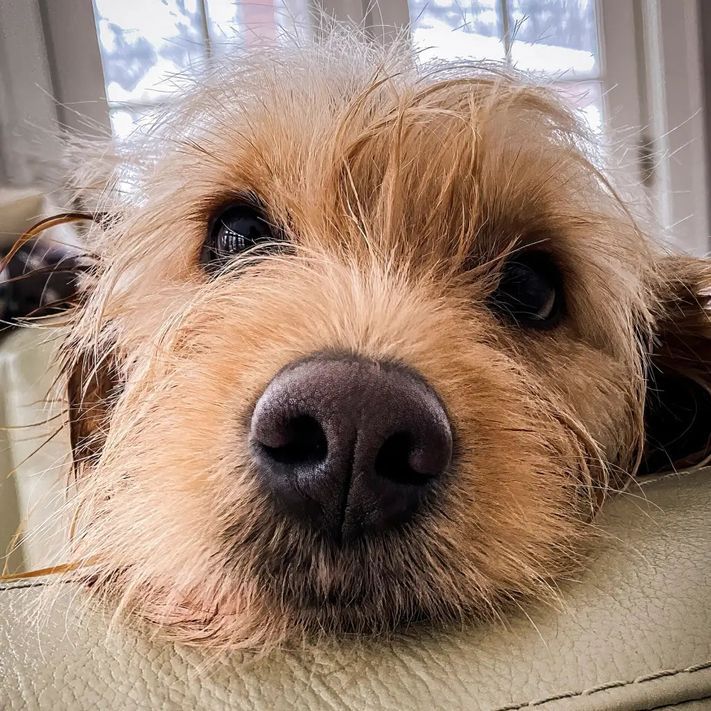 Dog waiting for a delivery update at home