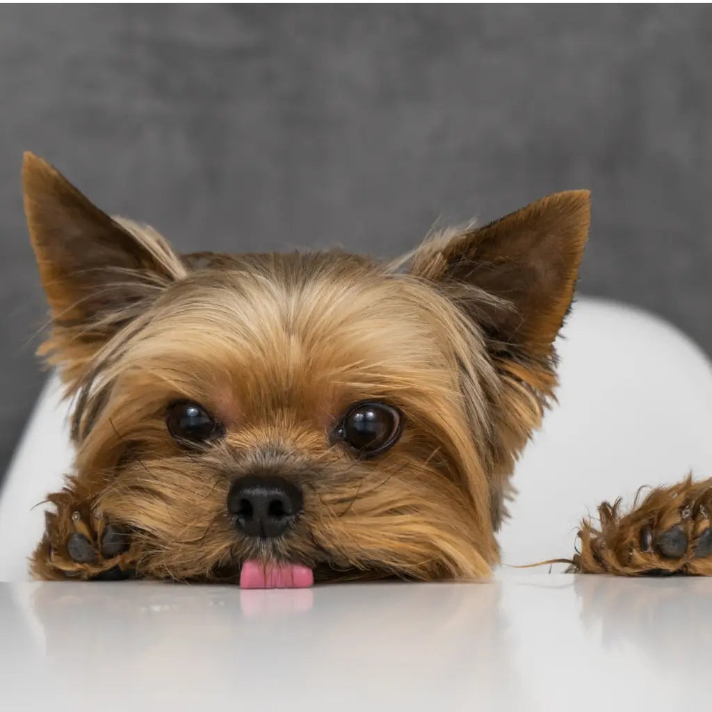 Yorkshire Terrier waiting patiently while Dogrobes process their return