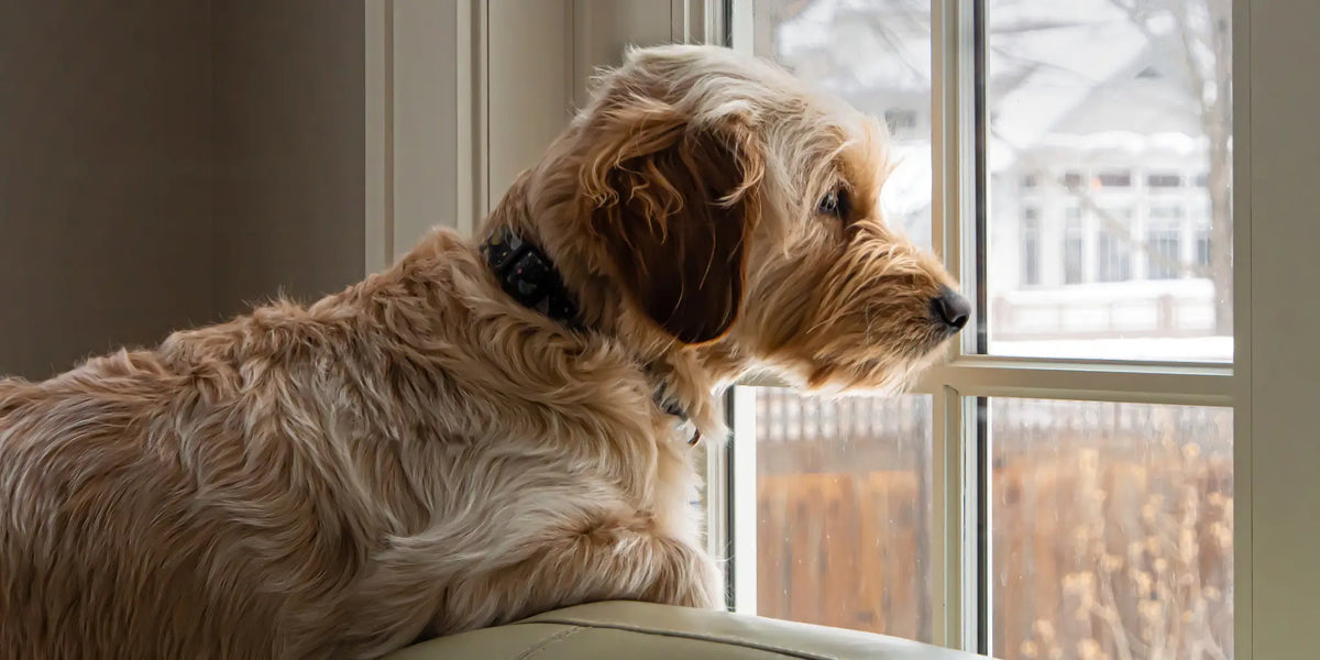 Dog looking out of a window waiting for a delivery from Dogrobes