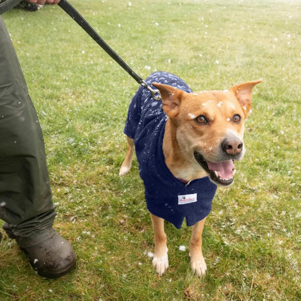 Dog wearing a navy dog drying robe with Harness Access Opening attached to a lead