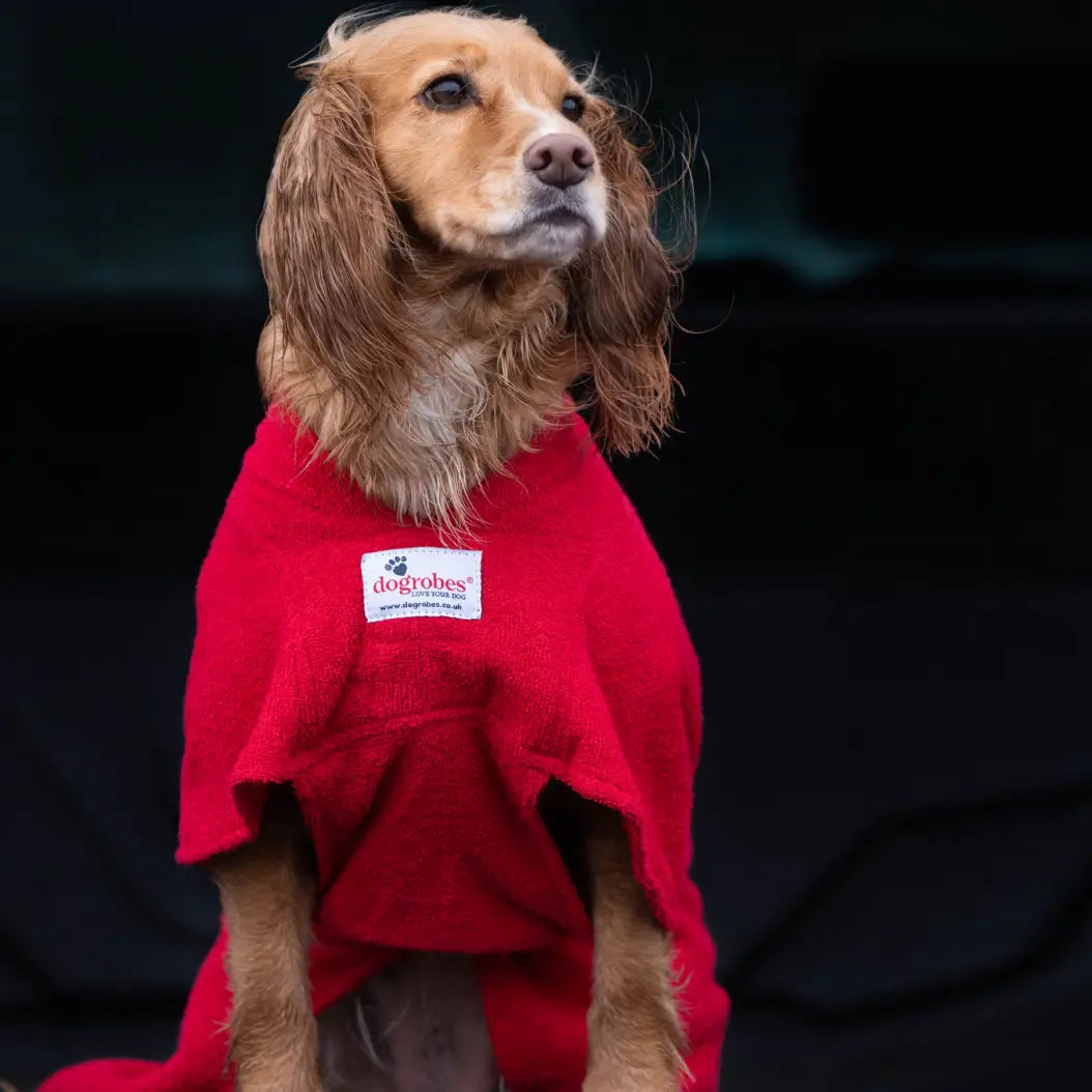 Cocker Spaniel wearing a red Dogrobe MAX showing the chest and underbelly coverage and extra room at the shoulders