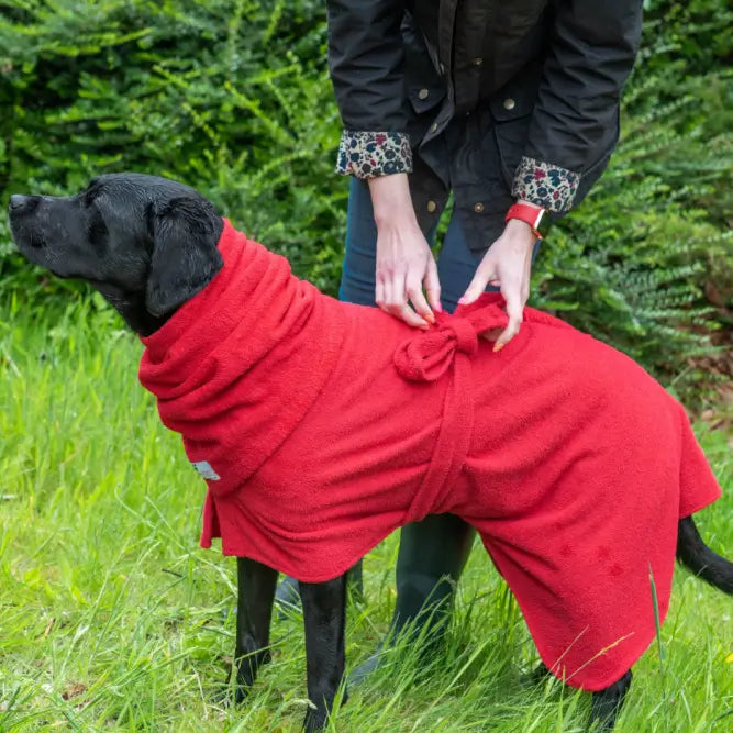 Labrador wearing red Dogrobe - the ties create a snug secure fit for effective drying