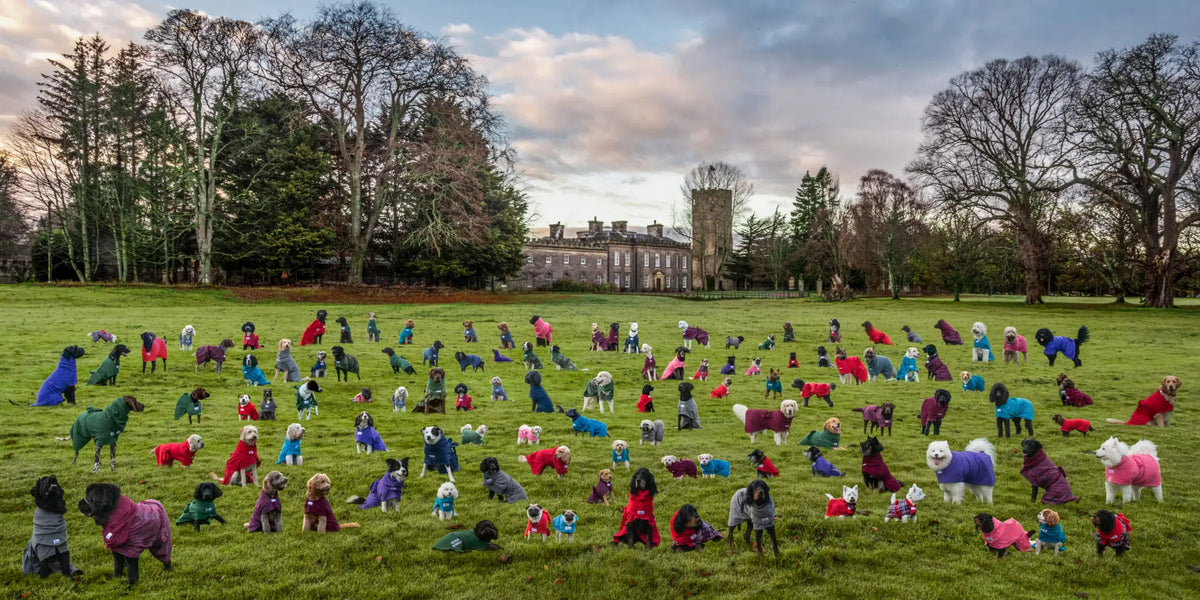 Over 100 dogs of different breeds wearing Dogrobes at Gordon Castle