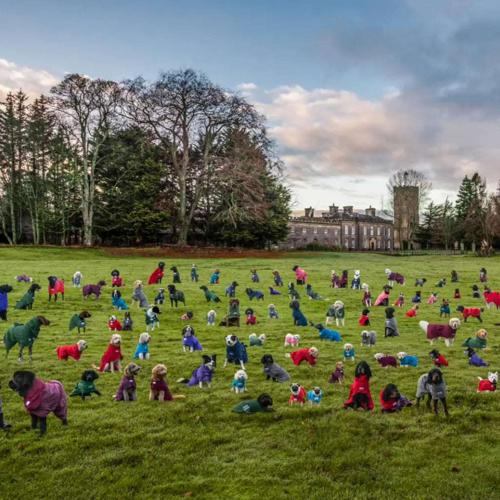 Over 100 dogs of different breeds wearing Dogrobes at Gordon Castle