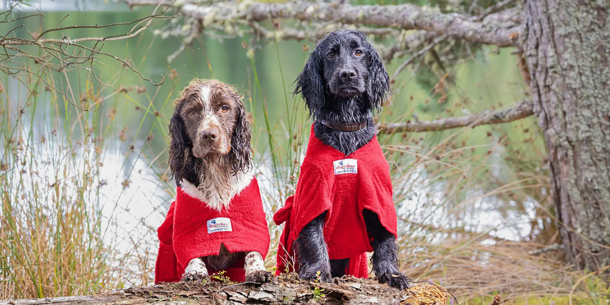Two Spaniels wearing red Original and Dogrobe MAX drying coats showing the different styles and fit