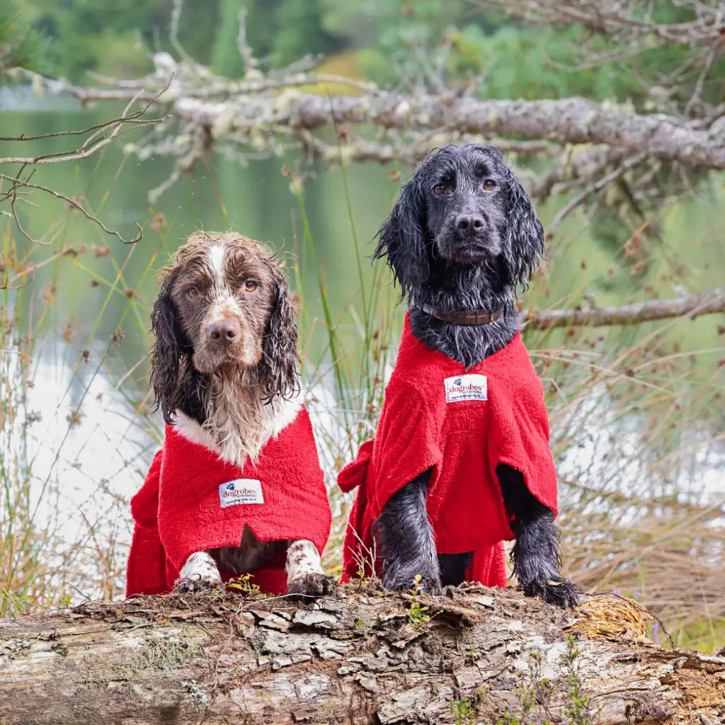 Two Spaniels wearing red Original and Dogrobe MAX drying coats showing the different styles and fit