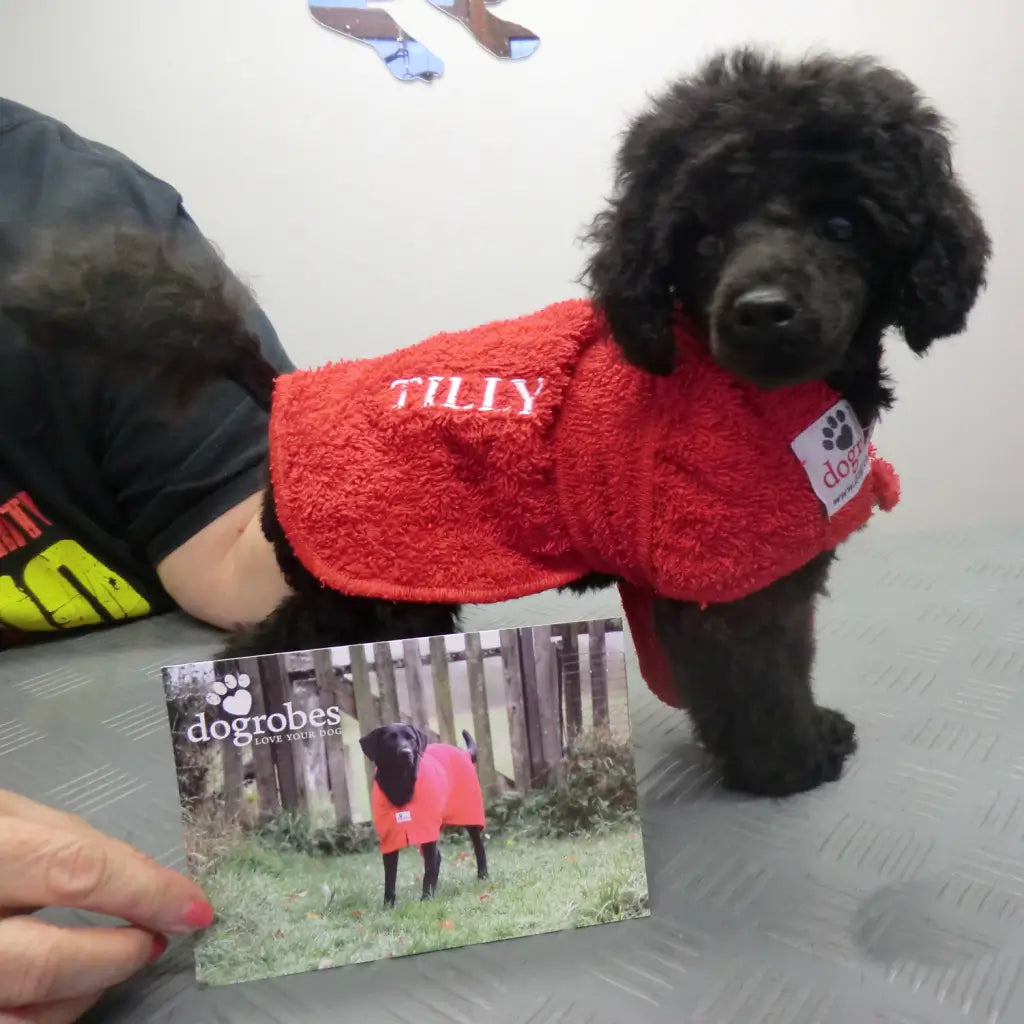 Toy Poodle wearing a made to measure red Dogrobe with personalised embroidery