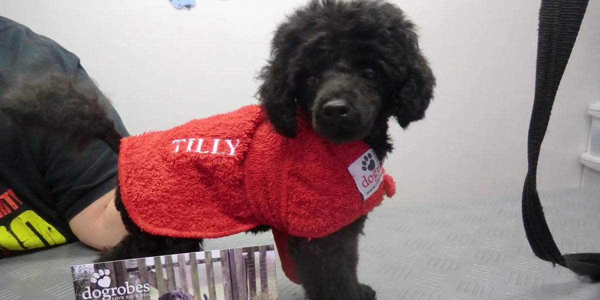 Toy Poodle wearing a made to measure red Dogrobe with personalised embroidery