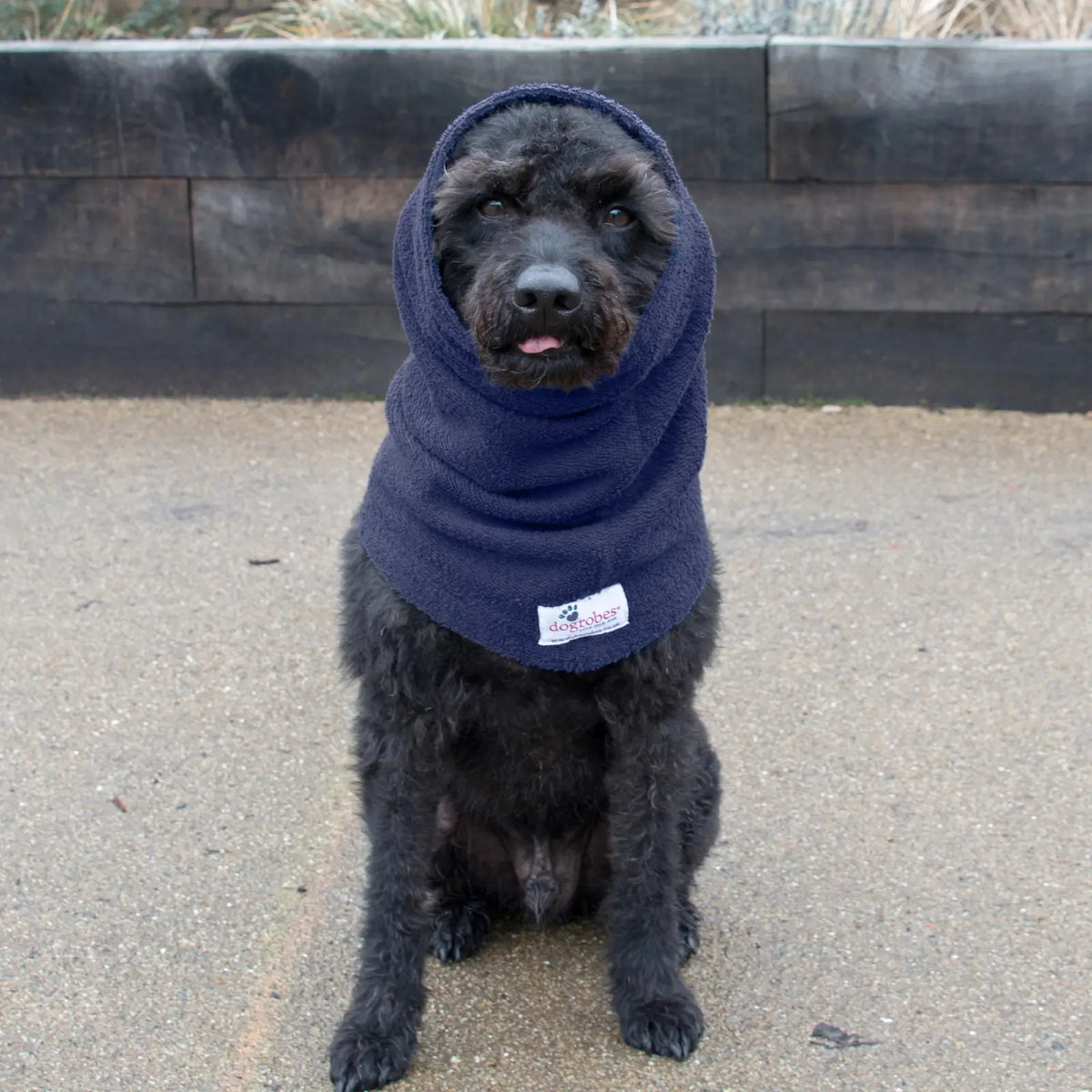 Black Labradoodle sitting outdoors wearing Dogrobes Navy Dog Snood to dry ears, head and neck