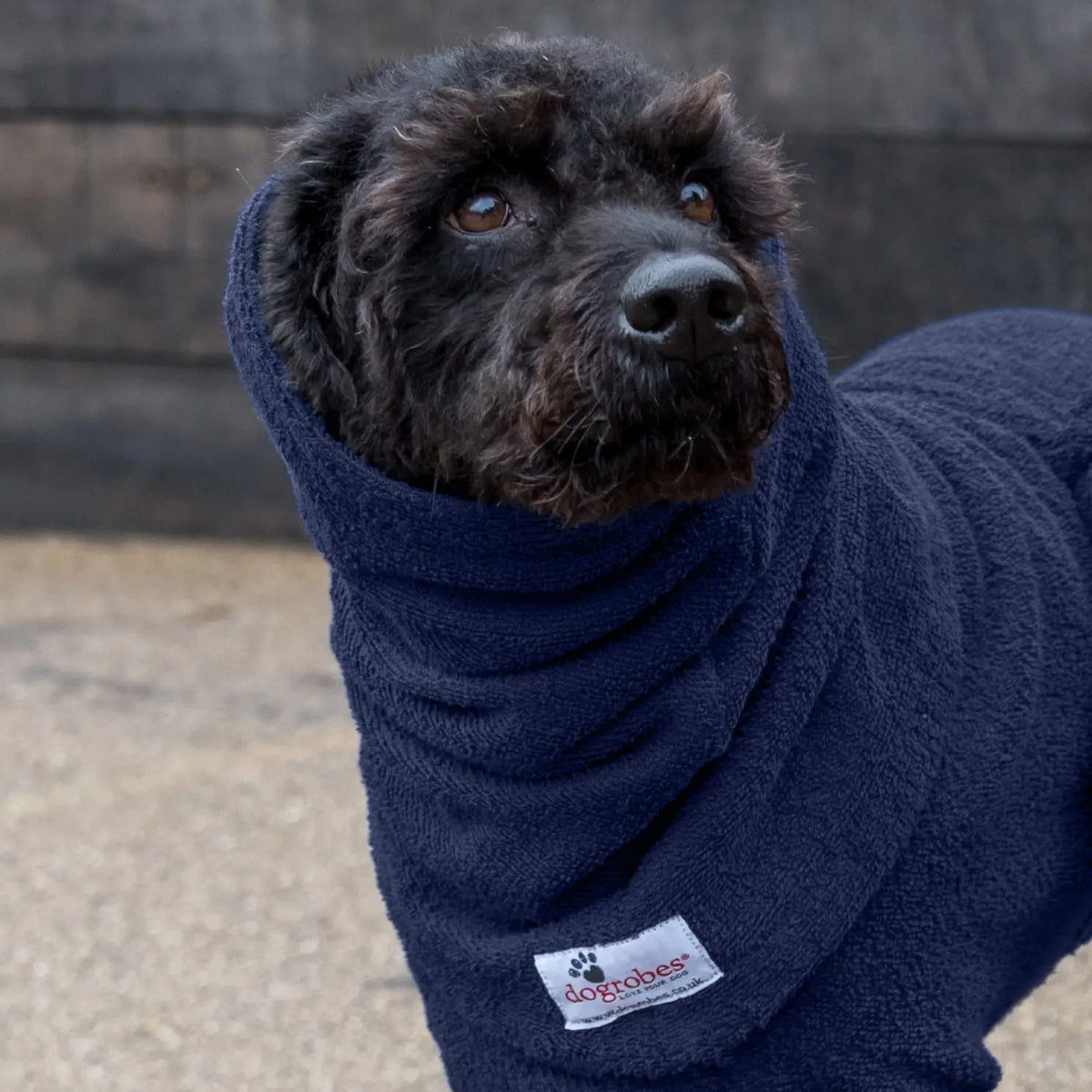 Black Labradoodle wearing Dogrobes Navy Dog Snood to dry head, neck and ears after walk