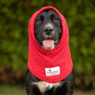 Springer Spaniel wearing Dogrobes Red Snood outdoors to dry head, neck and ears after walk