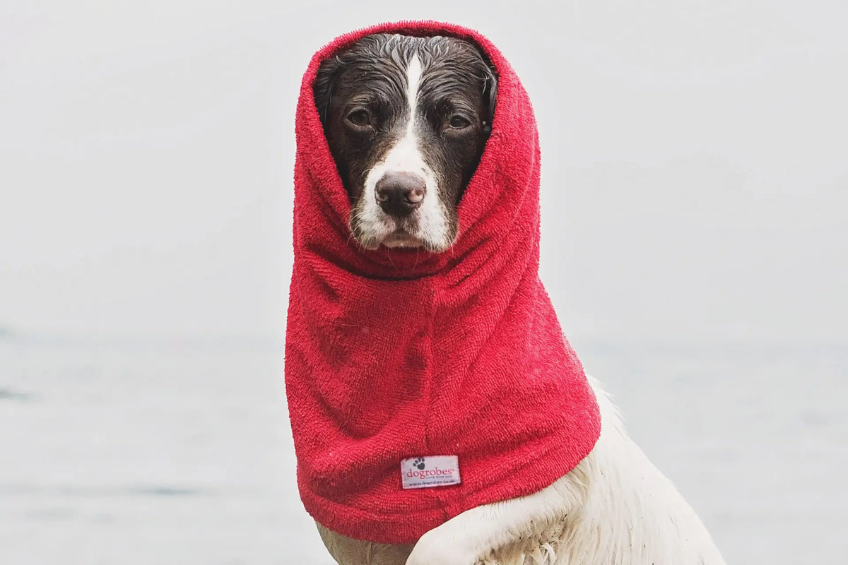 Spaniel wearing Dogrobes Red Dog Snood to dry their head, neck and ears after swimming in the loch