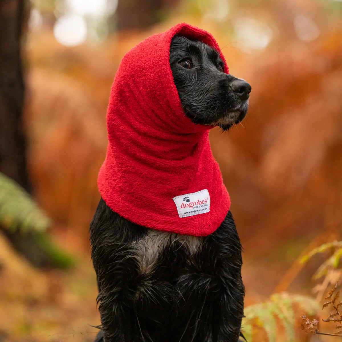 Springer Spaniel wearing Dogrobes Red Snood in forest to dry ears, head and neck after wet walk