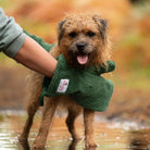 Person using Green Dogrobes Dog Drying Gauntlets (mitts) to give a Border Terrier a quick rub-down to dry them