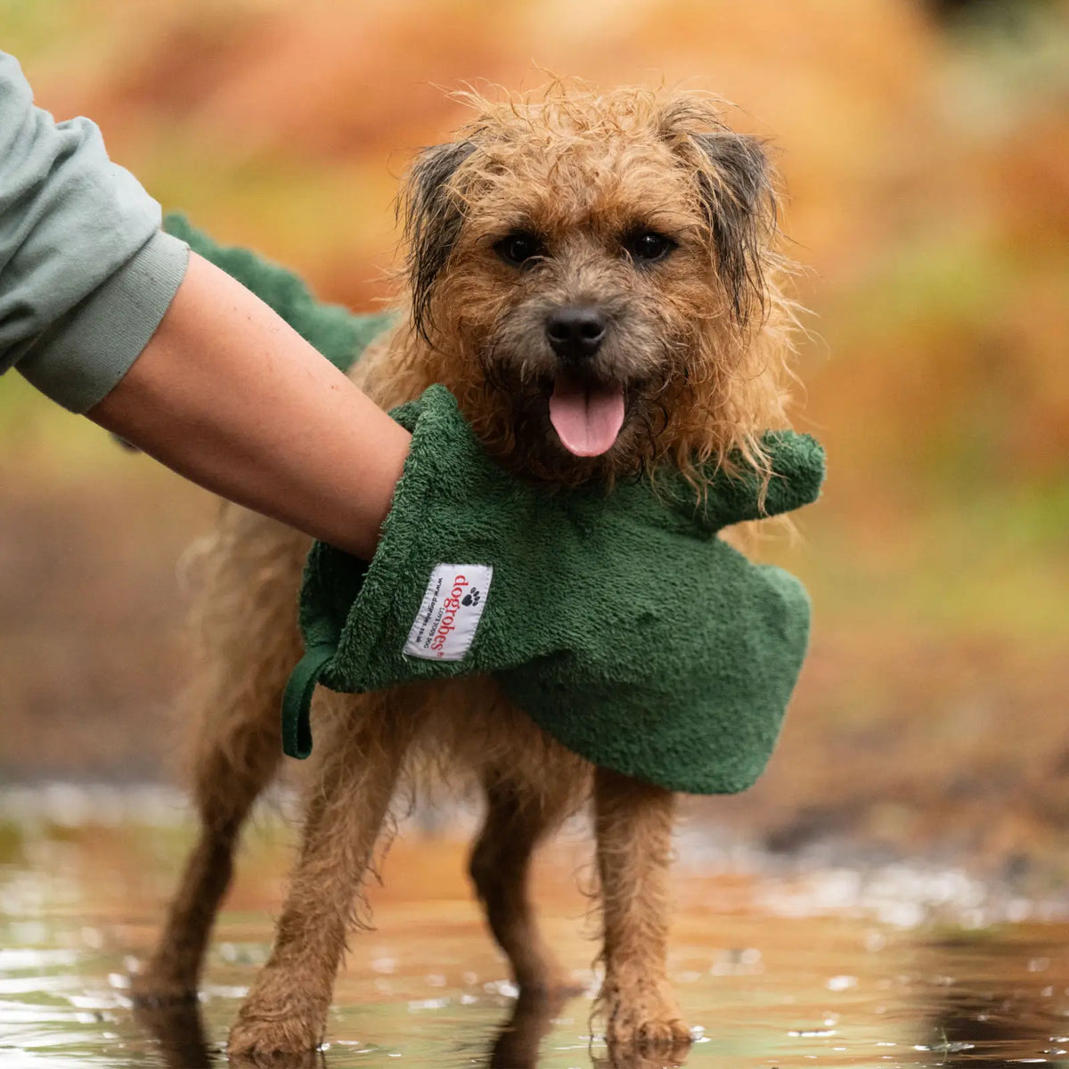 Person using Green Dogrobes Dog Drying Gauntlets (mitts) to give a Border Terrier a quick rub-down to dry them