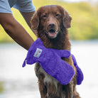 Person using Purple Dogrobes Dog Drying Gauntlets (mitts) to dry a wet Duck Tolling Retriever