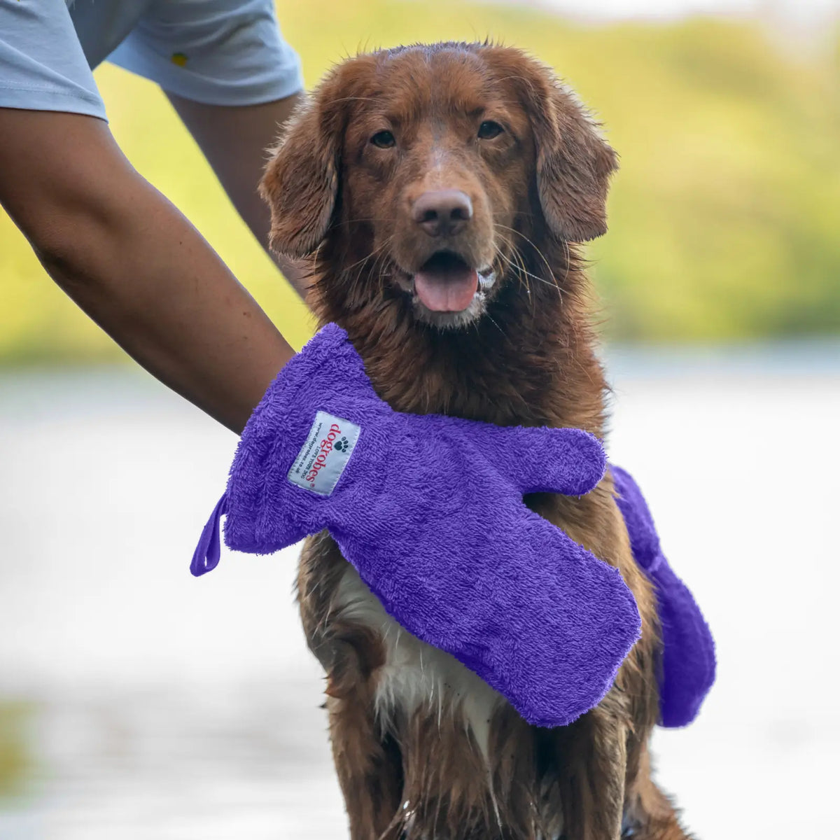 Person using Purple Dogrobes Dog Drying Gauntlets (mitts) to dry a wet Duck Tolling Retriever