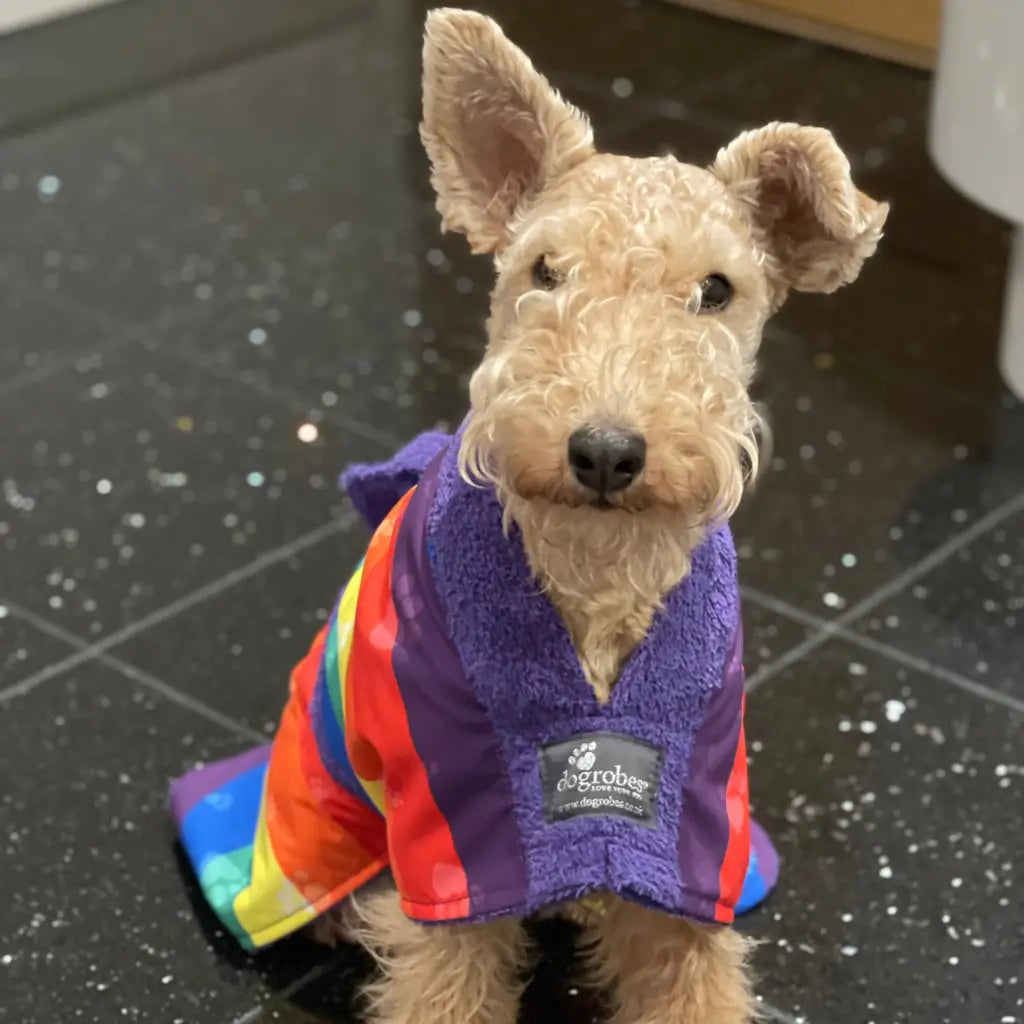 Terrier wearing a Rainbow Exclusive dog drying coat indoors
