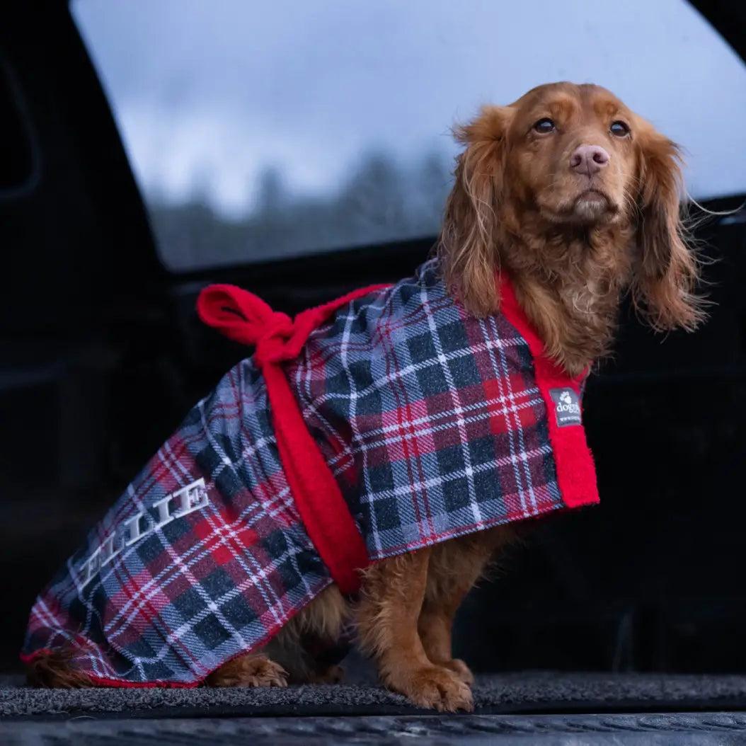 Cocker Spaniel wearing an Exclusive Tartan Dogrobe showing its streamlined fit and Dogrobes registered Tartan design