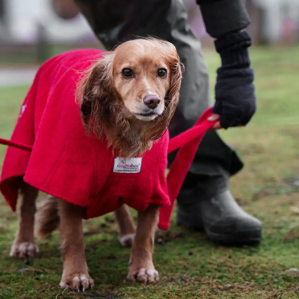 Fitting a Red Dogrobe MAX on a Cocker Spaniel by passing the chest plate through the front legs and securing the tie