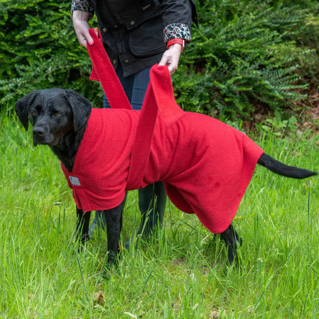 Fitting a Red Original Dogrobe on a Labrador by bringing the ties up each side of the body