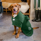 Fox red Labrador wearing a personalised green Original dog drying robe beside wellies