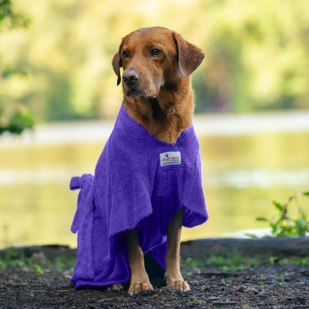 Fox red Labrador wearing a purple Dogrobe MAX dog drying coat beside a lake