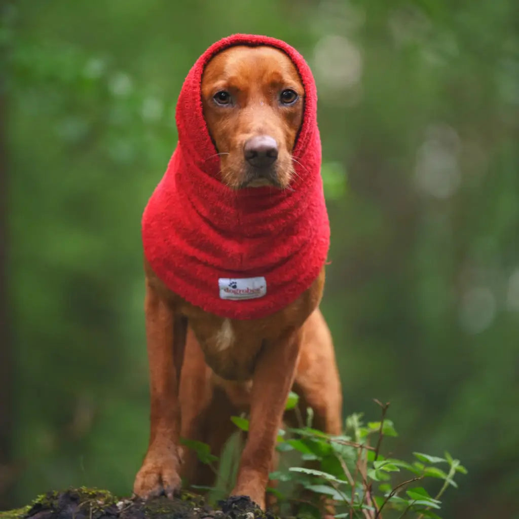 Fox red Labrador wearing a red Snood as a hood fit