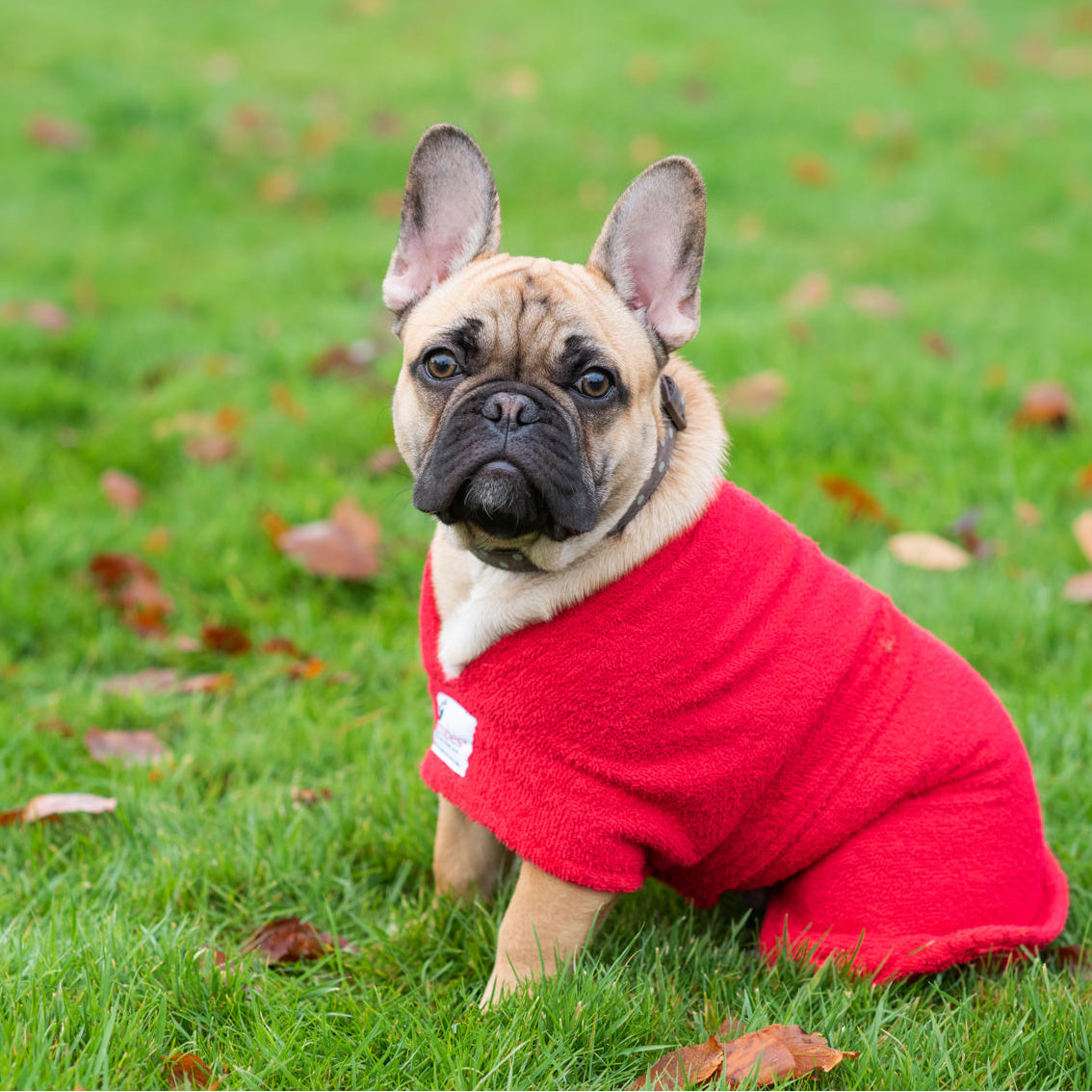 French Bulldog sitting on grass wearing red Original Dogrobe with Toy Wide Neck 
