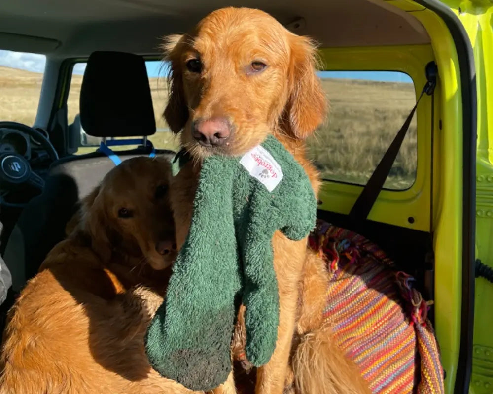 Golden Retriever carrying green Dogrobes Gauntlets in his mouth after a walk