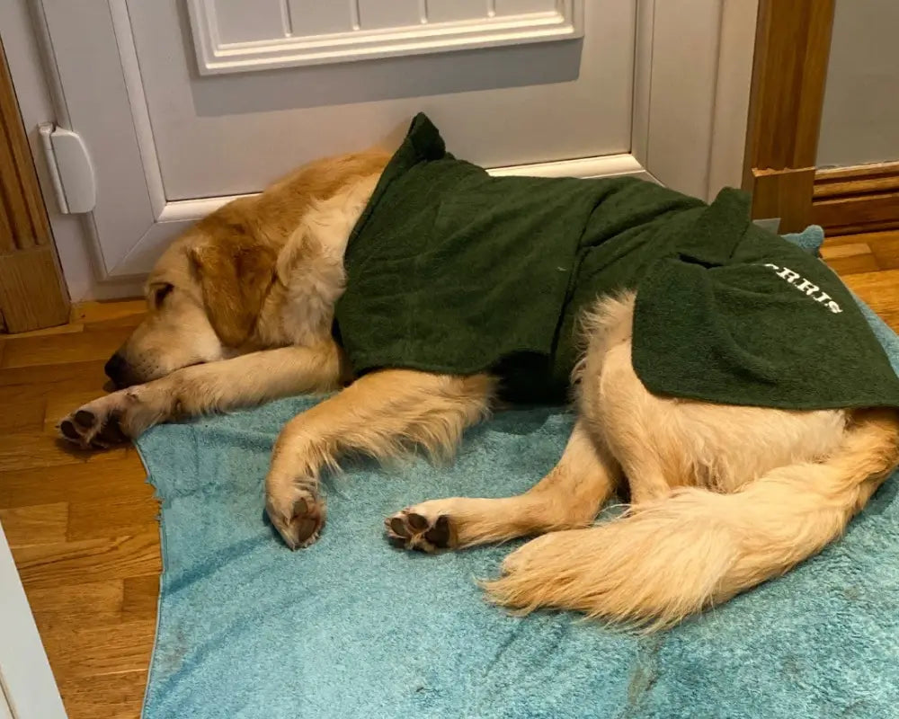 Golden Retriever sleeping comfortably in a personalised green Dogrobe MAX