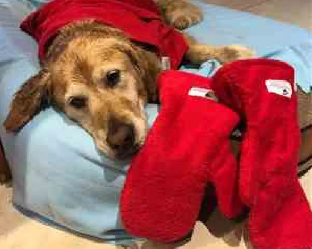 Golden Retriever resting beside red Dogrobes Gauntlets and wearing red Dogrobe