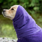 Golden Retriever in Dogrobes Purple Snood, close-up side profile showing snug drying fit for head and ears