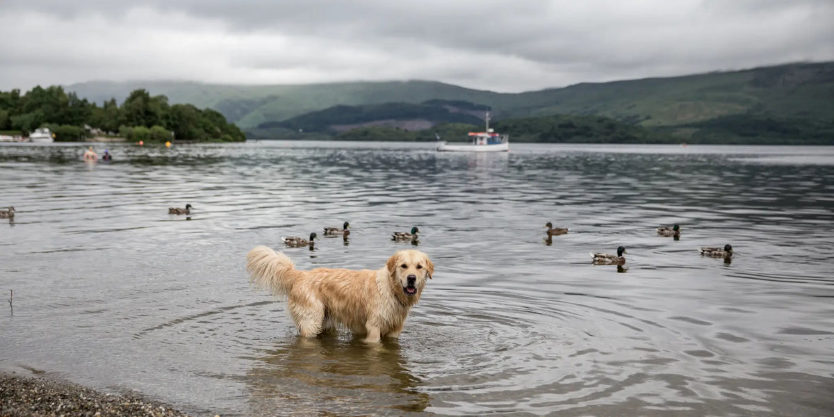 Inquisitive Golden Retriever standing in loch shallows after a swim surrounded by ducks