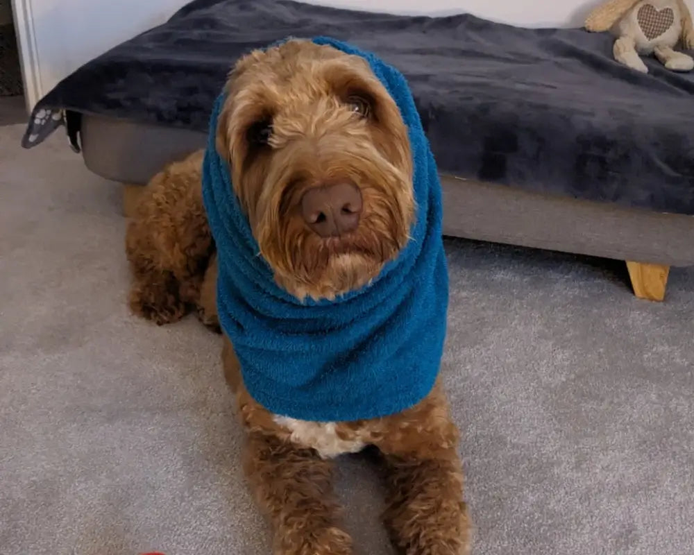 Goldendoodle wearing a teal Dogrobes Snood over the ears to muffle sound of fireworks