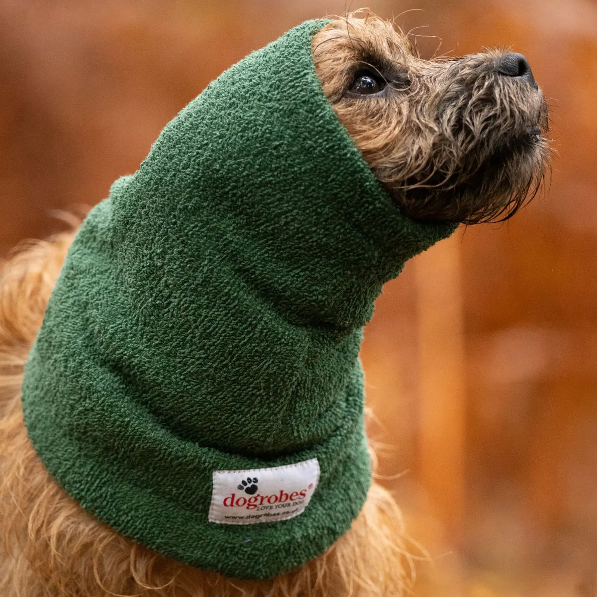 Dogrobes green dog snood on Border Terrier, drying head, neck and ears after a wet walk