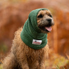 Border Terrier wearing Dogrobes Green Dog Snood to dry head, neck and ears after a wet walk