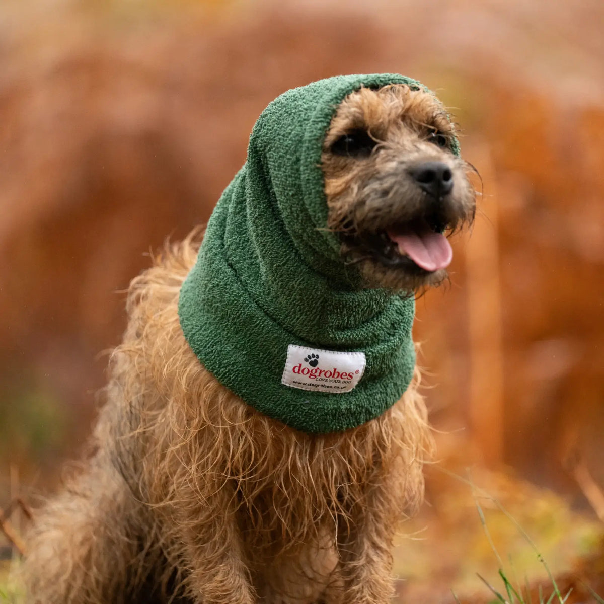Border Terrier wearing Dogrobes Green Dog Snood to dry head, neck and ears after a wet walk