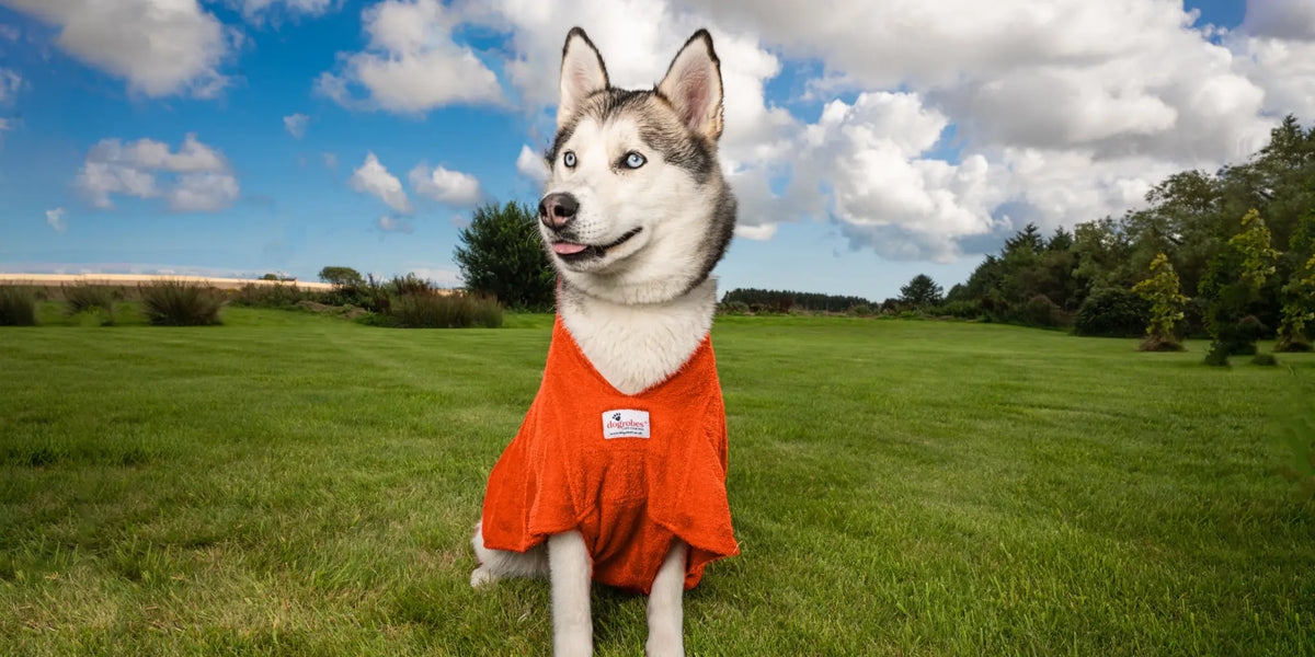 Happy Husky wearing an orange Dogrobe  MAX outdoors after a wet walk