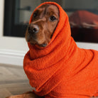 Irish Setter wearing Orange Snood by Dogrobes indoors, drying head, neck and ears