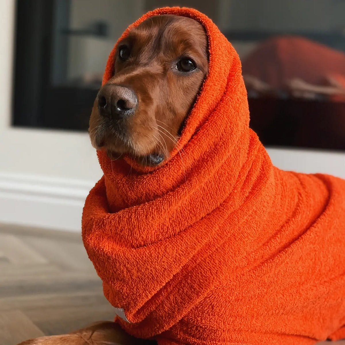 Irish Setter wearing Orange Snood by Dogrobes indoors, drying head, neck and ears