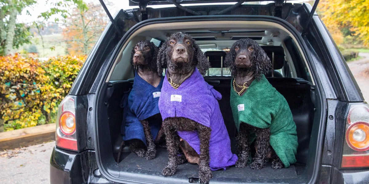 Three Irish Water Spaniels wearing Original Dogrobes after a wet walk