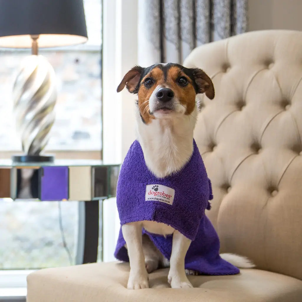 Jack Russell wearing a purple Original dog dressing gown while sitting on a chair