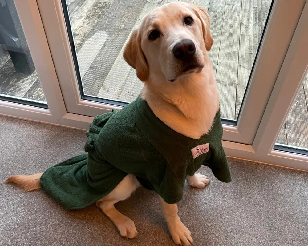 Labrador wearing a green Dogrobe MAX after a wet walk, customer review photo