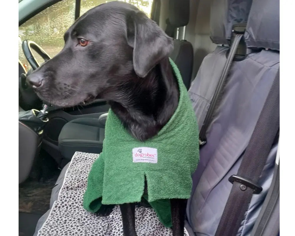 Black Labrador wearing a green Original Dogrobe after a wet walk, customer review photo
