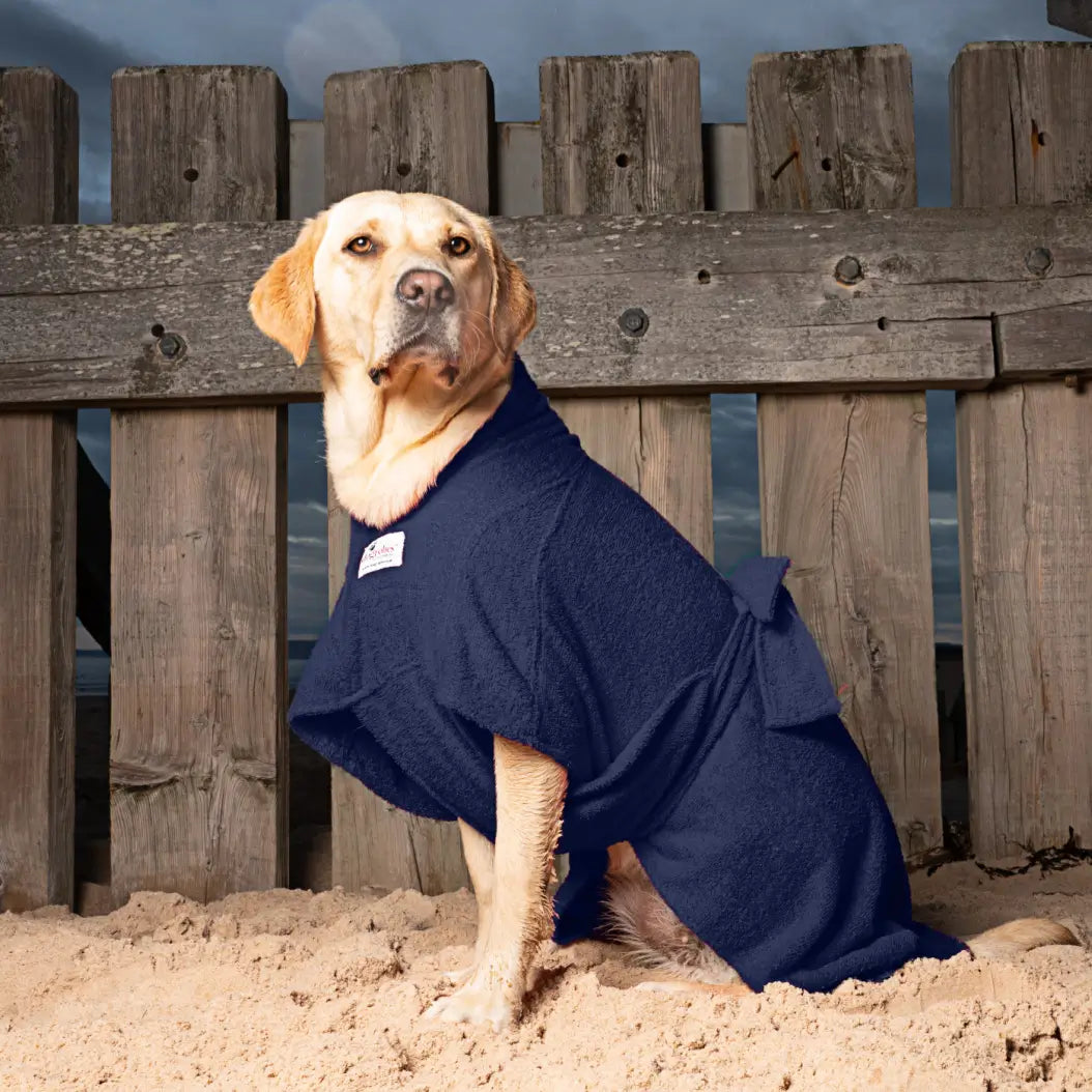 Yellow Labrador wearing a navy Dogrobe MAX dog dressing gown on a sandy beach