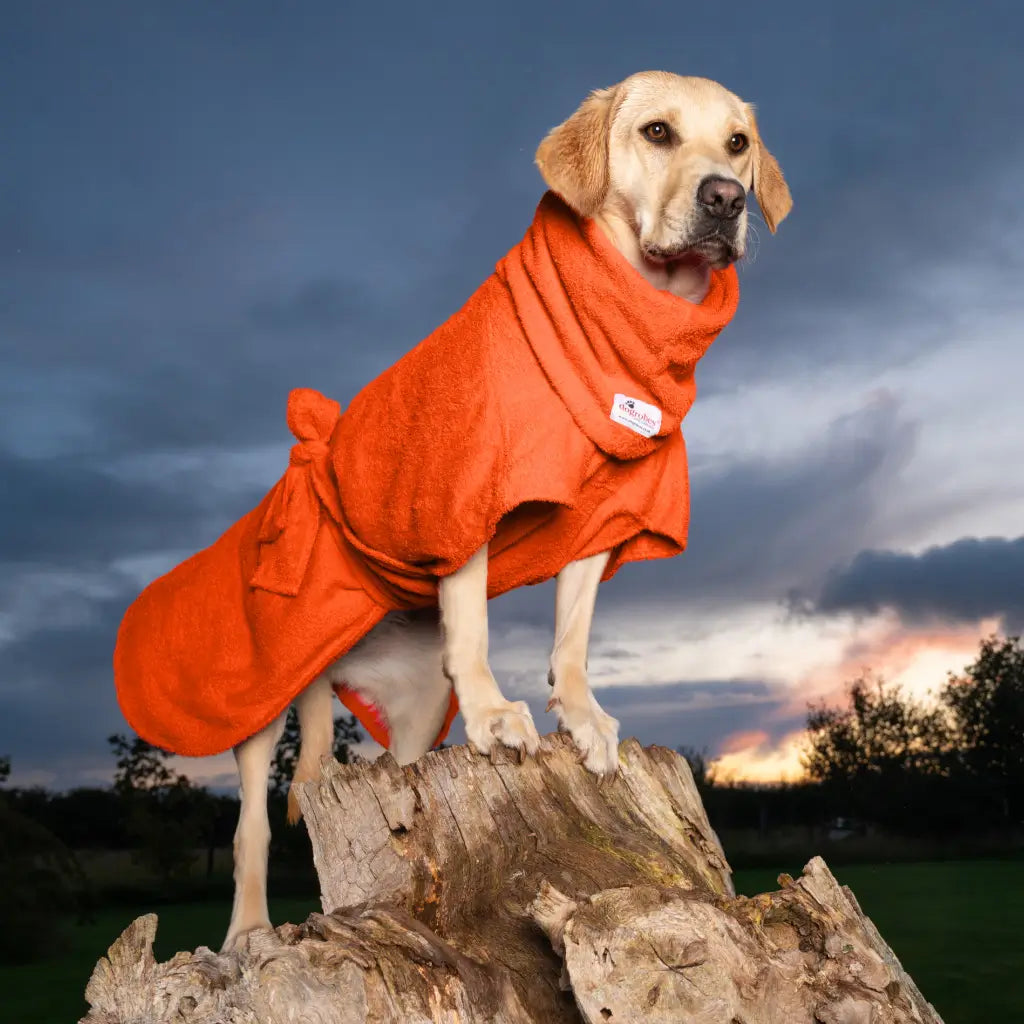 Labrador Fearne wearing orange Dogrobe MAX and Snood in size Large