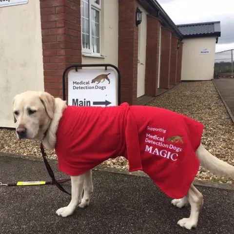 Working Labrador Magic wearing red size large Original Dogrobe with Medical Detection Dogs logo