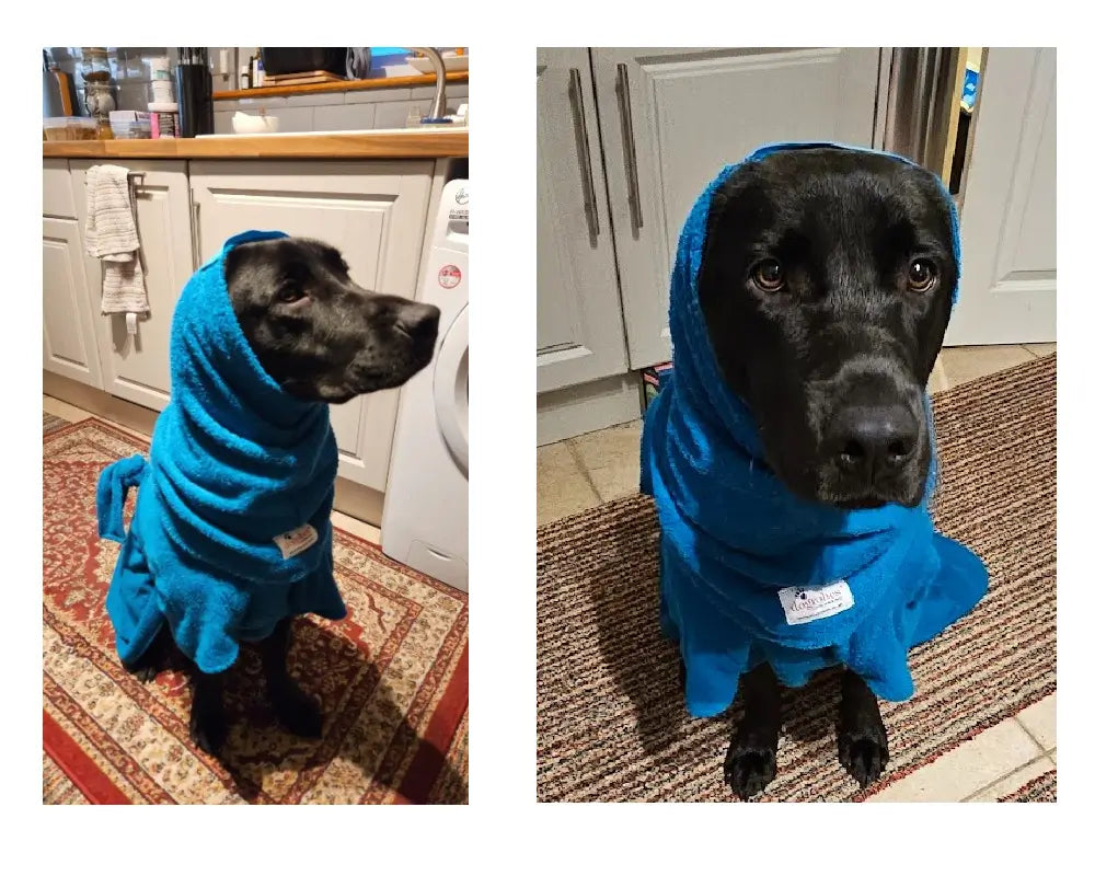 Black Labrador wearing a teal Dogrobe MAX and teal Snood as a hood - customer review photos