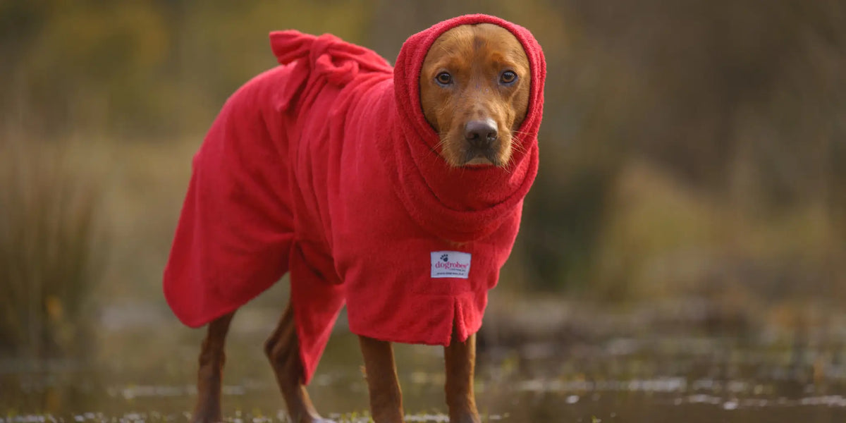 Dog wearing a red Dogrobe dog drying coat and dog Snood to dry and warm after swimming